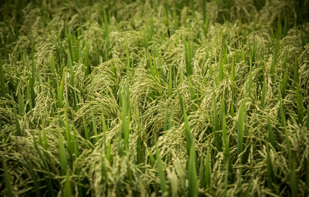 Ir para  <p>A informa&ccedil;&atilde;o que liga o consumo de arroz &agrave; incid&ecirc;ncia de c&acirc;ncer pelo suposto elevado teor de ars&ecirc;nio presente no produto &eacute; falsa. Esta &eacute; a...